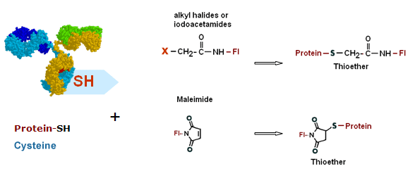 Labeling of thiol-modified biomolecules